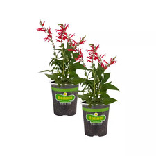 19 Oz. Pineapple Sage Herb