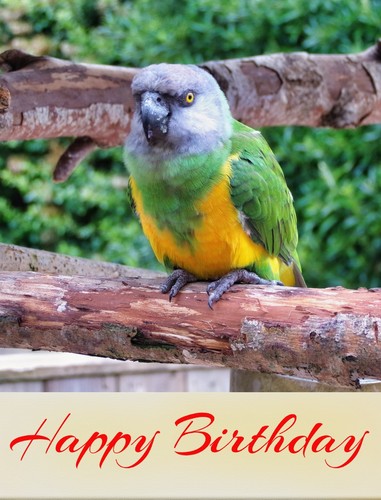 Senegal parrot happy birthday - senegal,
