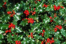3x Ilex Aquifolium green