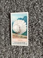 OGDENS FOWLS PIGEONS & DOGS #8 FANTAIL PIGEON