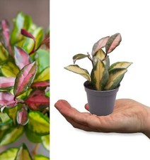 2 x Hoya carnosa Tricolour in
