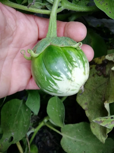 Thai white eggplant 10 - thai,
