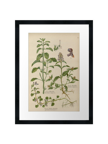 Botanical framed wall art - botanical,