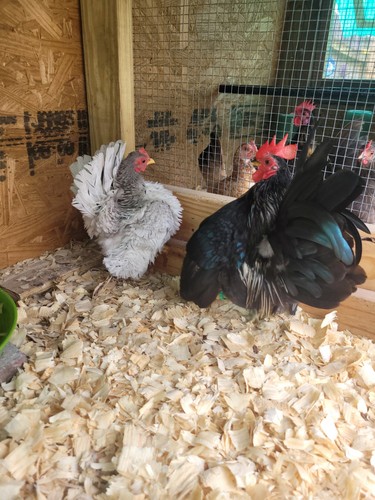 Serama hatching eggs silkie - serama,