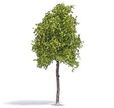 Sycamore tree/ Plane Tree