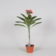 Plumeria rubra Hawaiian Ruby