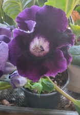 25 Gloxinia Seeds (Blue) High