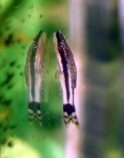 5 Otocinclus Catfish