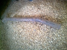 FORD CORTINA 2.3 FRONT EXHAUST