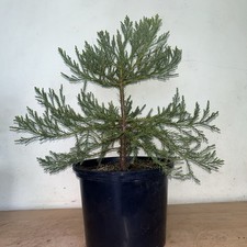 Giant sequoia sequoiadendron - sequoia,