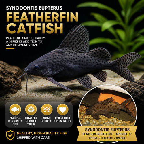 Featherfin catfish - featherfin,