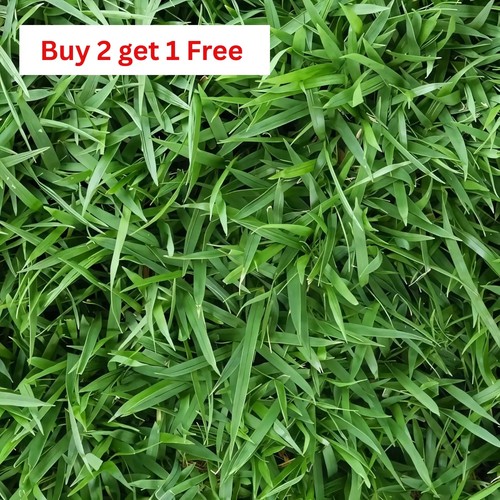 Zenith zoysia grass seed - zenith,