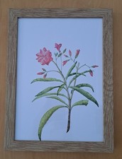Athena Pink Floral A4 Oak