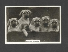 84 YR OLD ORIGINAL MASTIFF PUPPIES VINTAGE PHOTO TRADE AD CARD LARGE DOG BREEDS