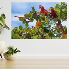 Birds Of Costa Rica, Red Macaws 3d View Wall Sticker Poster Decal A781