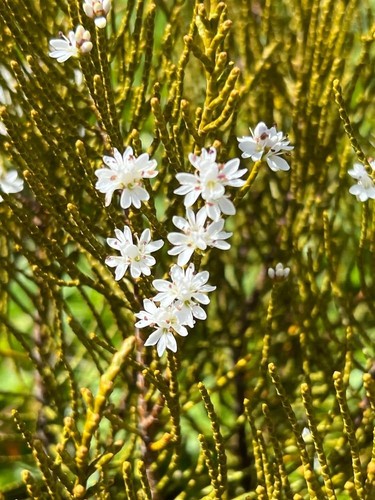 Hebe plants ochracea james - hebe,