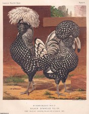 SILVER SPANGLED POLISH CHICKENS, MR HENRY BELDONS PAIR, FIRST PRIZE AT CRYSTAL P