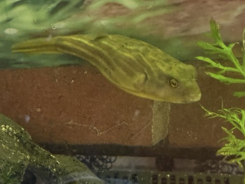 Fahaka puffer live - 5-6”,