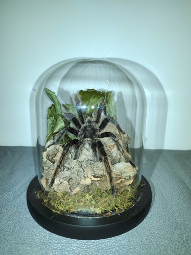 Curly hair tarantula - hair,