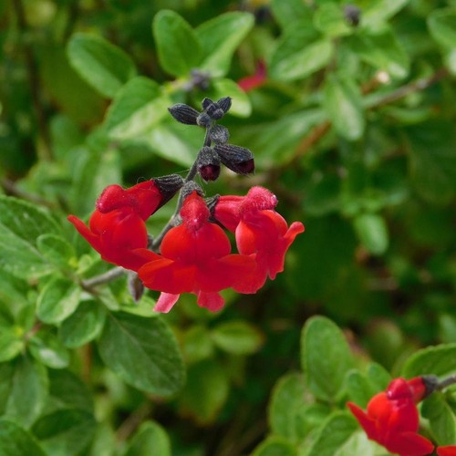 Salvia royal bumble - bumble', |