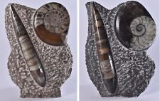 Orthoceras Goniatite Ammonite