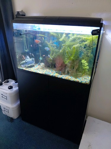 Aquarium fish and all - aquarium,
