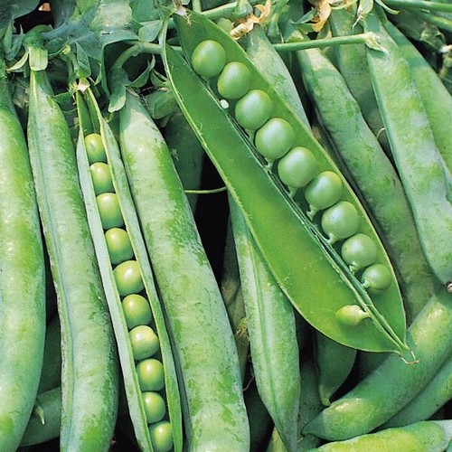 Pea onward 225 seeds - onward,