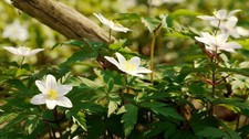 Photo 12x8 Anemone nemorosa
