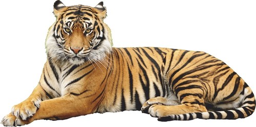 Wall stickers tiger wild - wall,