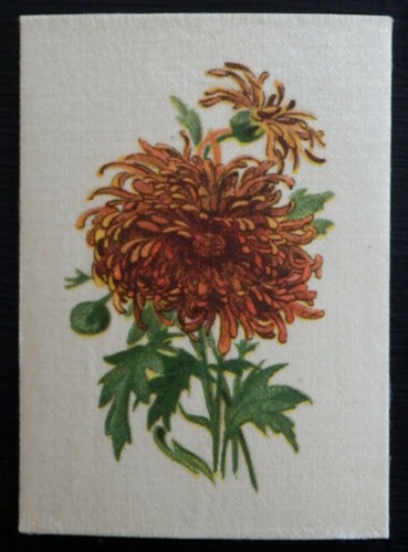 Chrysanthemum english flowers - chrysanthemum,