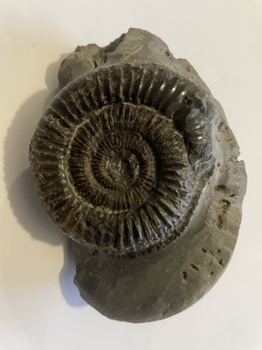 Dactylioceras ammonite fossil - ammonite,