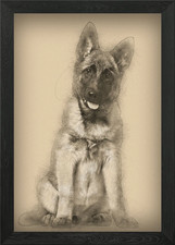 Belgian Shepherd dog 4 mon