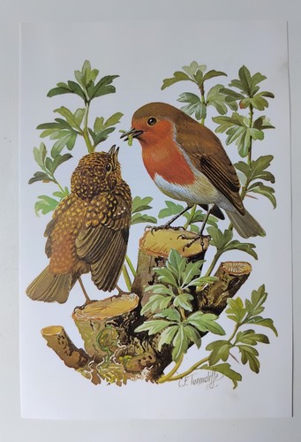 Tunnicliffe robin bird - f.,