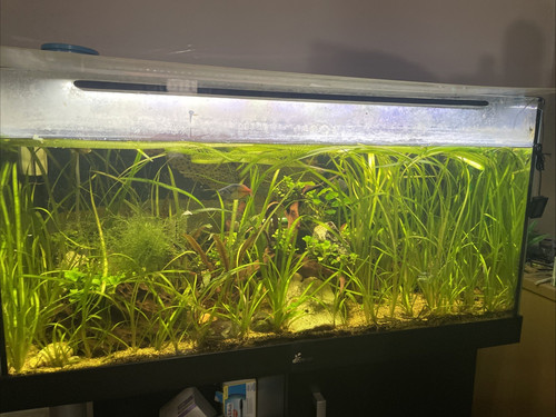 Diversea 200l fish tank - diversea,