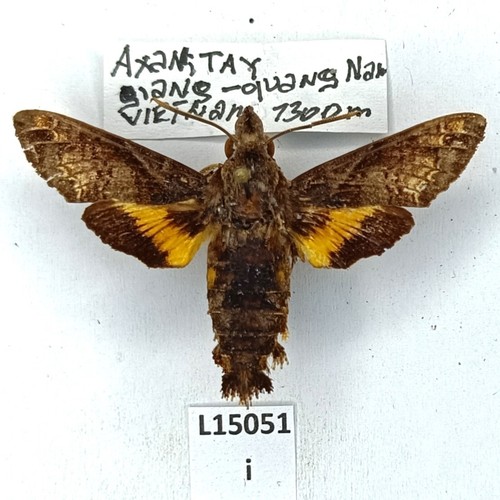 Sphingidae macroglossum - sphingidae,,
