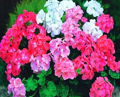 Geranium pelargonium zonale - geranium,