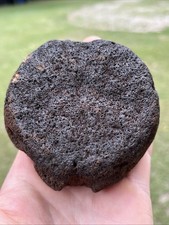 Very Nice Extinct Baleen Whale