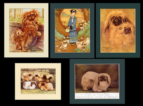 Pekingese toy dog - pekingese, full