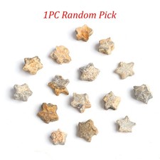 Crinoid stems morocco - crinoid,