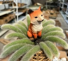 Monkey Tail Hildewinteria