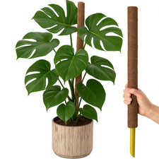 Indoor Climber Plant Kit Monstera Swiss Cheese Plant with Coir Moss Pole in Pot