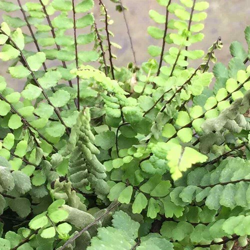 Maidenhair spleenwort fern - maidenhair,