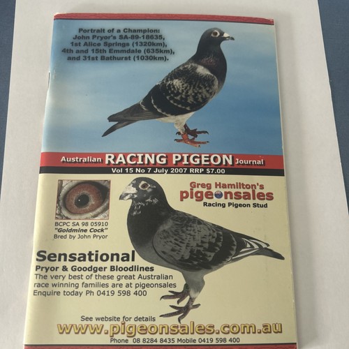 Australian racing pigeon - australian,