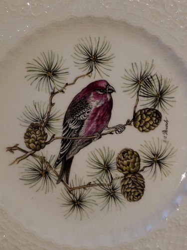 Royal cauldon pine grosbeak - cauldon,