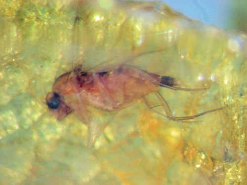 Pliocene amber from africa - amber,