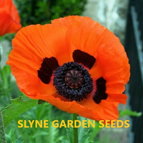 Packs bright orange - 2x,
