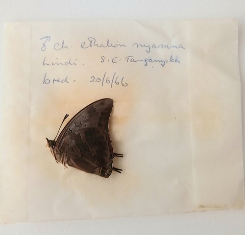 Charaxes ethalion nyassana - ethalion,