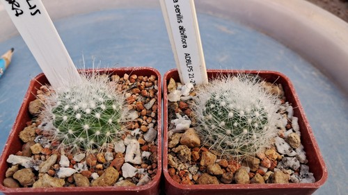 Mammillaria senilis albiflora