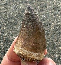 Large Mosasaur Tooth Fossil