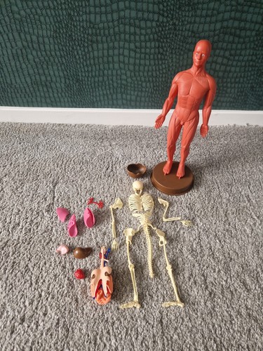 Anatomical figure 1990 - anatomical,